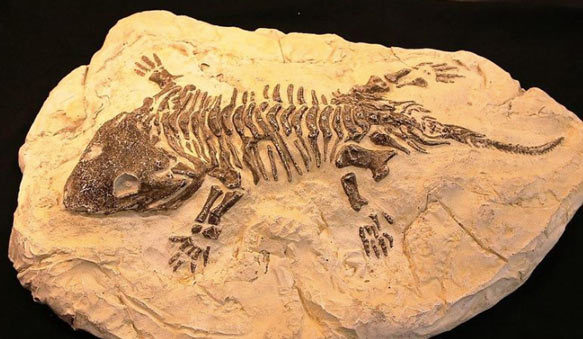 Sometimes Fossils Just Go Missing
